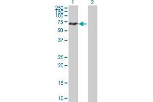 Western Blot analysis of MTMR14 expression in transfected 293T cell line by MTMR14 MaxPab polyclonal antibody. (MTMR14 antibody  (AA 1-529))