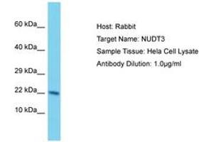 Image no. 1 for anti-Nudix (Nucleoside Diphosphate Linked Moiety X)-Type Motif 3 (NUDT3) (AA 73-122) antibody (ABIN6750585) (NUDT3 antibody  (AA 73-122))