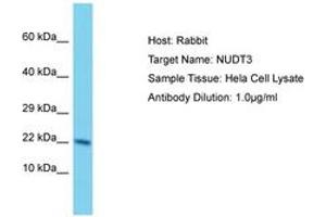 NUDT3 antibody  (AA 73-122)