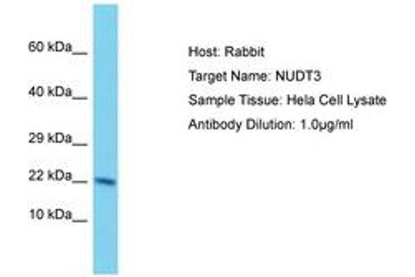 NUDT3 antibody  (AA 73-122)