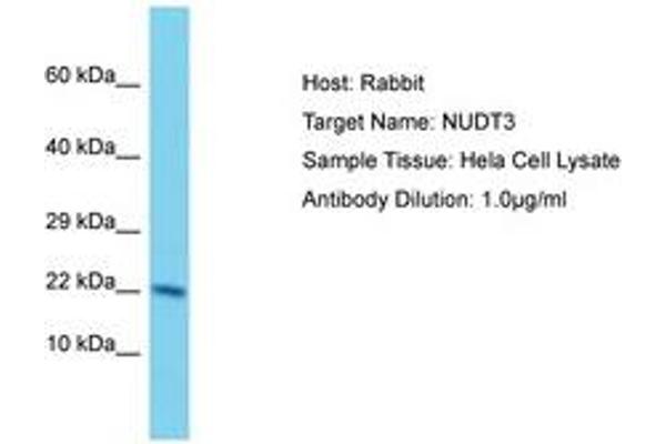 NUDT3 Antikörper  (AA 73-122)