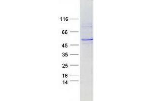 Validation with Western Blot (CYP2A6 Protein (Myc-DYKDDDDK Tag))