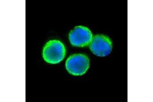 Immunofluorescent TNFRSF1A detection in human lymphocytes (green fluorescence).