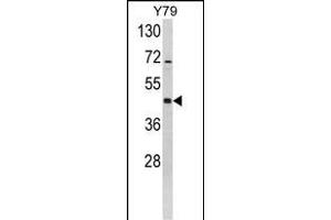 MEK2 Antikörper  (AA 200-229)