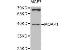 Western blot analysis of extracts of MCF7 cell line, using MOAP1 antibody. (MOAP1 antibody)