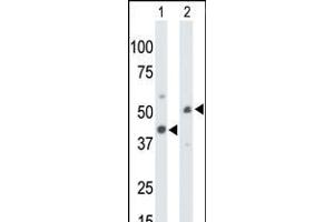 Antibody is used in Western blot to detect CKMT1 in mouse colon tissue lysate (Lane 1) and ZR-75-1 cell lysate (Lane 2). (CKMT1 antibody  (N-Term))
