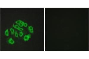 Immunofluorescence analysis of HepG2 cells, using Mucin-14 Antibody.