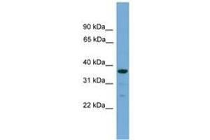 Image no. 1 for anti-Hyaluronan and Proteoglycan Link Protein 2 (HAPLN2) (C-Term) antibody (ABIN6745163)