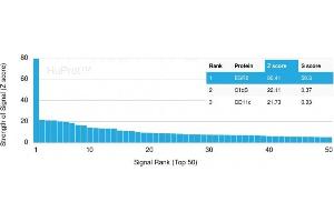 Analysis of Protein Array containing more than 19,000 full-length human proteins using Estrogen Receptor beta-1 Mouse Monoclonal Antibody (ESR2/3005) Z- and S- Score: The Z-score represents the strength of a signal that a monoclonal antibody (Monoclonal Antibody) (in combination with a fluorescently-tagged anti-IgG secondary antibody) produces when binding to a particular protein on the HuProtTM array. (ESR2 antibody)