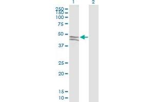 Western Blot analysis of SIRPG expression in transfected 293T cell line by SIRPG MaxPab polyclonal antibody. (SIRPG antibody  (AA 1-387))