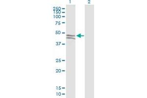 Western Blot analysis of SIRPG expression in transfected 293T cell line by SIRPG MaxPab polyclonal antibody. (SIRPG antibody  (AA 1-387))