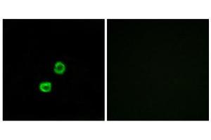Immunofluorescence (IF) image for anti-Glucosaminyl (N-Acetyl) Transferase Family Member 7 (GCNT7) (C-Term) antibody (ABIN1850894) (GCNT7 antibody  (C-Term))