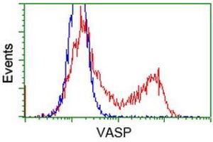 Image no. 1 for anti-Vasodilator-Stimulated phosphoprotein (VASP) antibody (ABIN1501696) (VASP antibody)