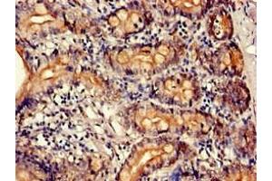 Immunohistochemistry of paraffin-embedded human small intestine tissue using ABIN7163887 at dilution of 1:100 (PTBP1 antibody  (AA 135-292))