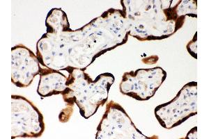 Anti- SerpinB2 Picoband antibody,IHC(P) IHC(P): Human Placenta Tissue (SERPINB2 antibody  (AA 1-180))