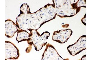 Anti- SerpinB2 Picoband antibody,IHC(P) IHC(P): Human Placenta Tissue