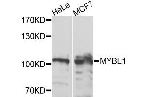Western blot analysis of extracts of HeLa and MCF7 cells, using MYBL1 antibody. (MYBL1 antibody)