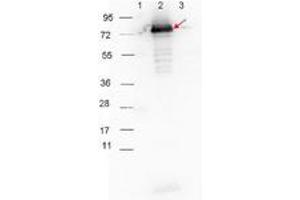 Image no. 1 for Goat anti-Rabbit IgG (Whole Molecule) antibody (HRP) (ABIN300816) (Goat anti-Rabbit IgG (Whole Molecule) Antibody (HRP))