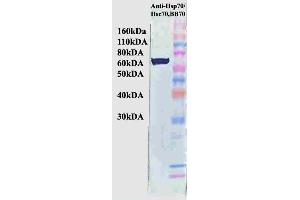Western Blot analysis of Human HeLa cell lysates showing detection of Hsp70 protein using Mouse Anti-Hsp70 Monoclonal Antibody, Clone BB70 .