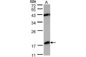 WB Image Sample (30 ug of whole cell lysate) A: MOLT4 , 12% SDS PAGE antibody diluted at 1:1000
