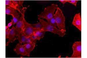 Immunofluorescence (IF) image for anti-CD34 (CD34) antibody (ABIN2664600) (CD34 antibody)