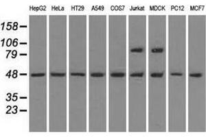 Western blot analysis of extracts (35 µg) from 9 different cell lines by using anti-LEMD3 monoclonal antibody. (LEMD3 antibody)