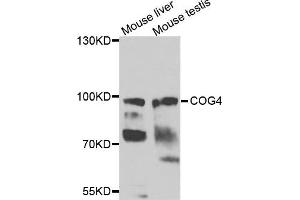 Western blot analysis of extracts of mouse liver and mouse testis cells, using COG4 antibody. (COG4 antibody)
