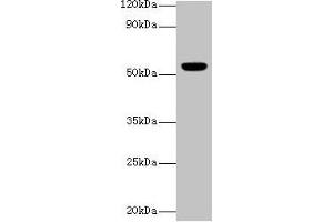 Western blot All lanes: CHRNA1 antibody at 2 μg/mL + Rat skeletal muscle tissue Secondary Goat polyclonal to rabbit IgG at 1/10000 dilution Predicted band size: 55, 52 kDa Observed band size: 55 kDa (CHRNA1 antibody  (AA 21-255))