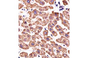 Immunohistochemical analysis of paraffin-embedded H. (ATP5B antibody  (AA 135-163))