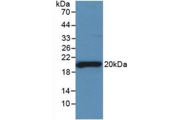 SHBG antibody  (AA 222-358)