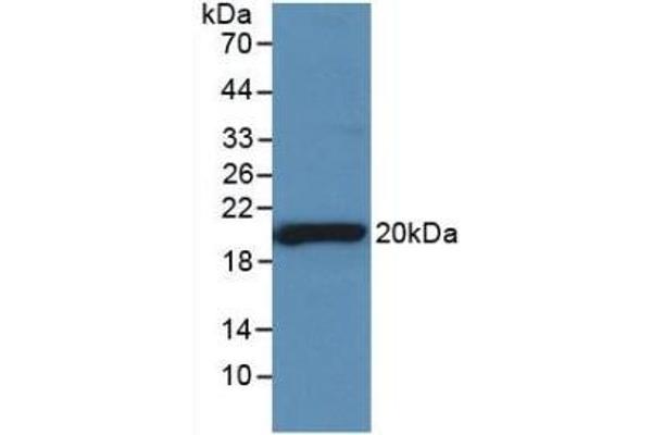 SHBG antibody  (AA 222-358)