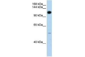 WB Suggested Anti-PUM2 Antibody Titration:  1. (PUM2 antibody  (N-Term))