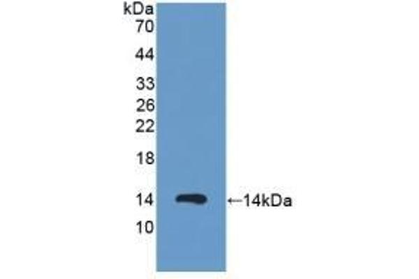 PKIA antibody  (AA 13-71)