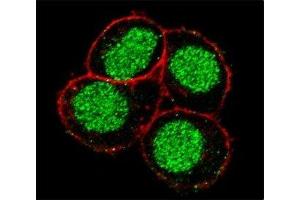 Confocal immunofluorescent analysis of FLI1 antibody with HeLa cells followed by Alexa Fluor 488-conjugated goat anti-rabbit lgG (green). (FLI1 antibody  (AA 299-328))