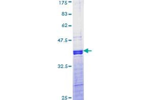 JunD Protein (AA 258-347) (GST tag)