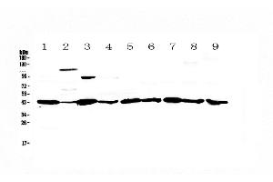 Western blot analysis of Caspase 4 using anti-Caspase 4 antibody . (Caspase 4 antibody  (AA 108-195))