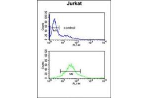 Flow cytometric analysis of Jurkat cells using PDK2 Antibody  (bottom histogram) compared to a negative control cell (top histogram). (PDK2 antibody)