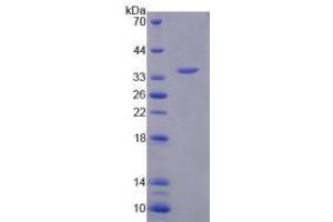 Image no. 1 for Arylsulfatase F (ARSF) (AA 23-300) (Active) protein (His tag) (ABIN5665766)