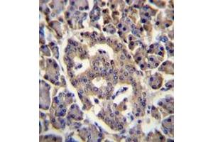 Formalin fixed, paraffin embedded human pancreas tissue stained with SPNS3 Antibody (C-term) followed by peroxidase conjugation of the secondary antibody and DAB staining. (SPNS3 antibody  (C-Term))