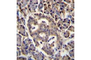 Formalin fixed, paraffin embedded human pancreas tissue stained with SPNS3 Antibody (C-term) followed by peroxidase conjugation of the secondary antibody and DAB staining.