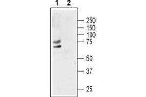 Western blot analysis of human MCF-7 breast adenocarcinoma cell lysate: - 1. (KCNA1 antibody  (1st Extracellular Loop))