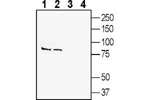 Western blot analysis of rat brain membrane (lanes 1 and 3) and mouse brain lysates (lanes 2 and 4):1-2.