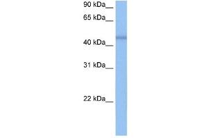 DKFZP564O0523 antibody used at 0. (C7orf64 antibody  (C-Term))