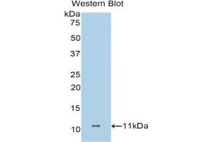 Detection of Recombinant DCD, Human using Polyclonal Antibody to Dermcidin (DCD) (Dermcidin antibody  (AA 18-110))