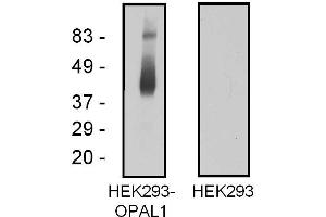Western blotting analysis of OPAL1 in OPAL1-transfected HEK293 cells using mouse monoclonal antibody OPAL1-01. (OPAL1 antibody  (AA 152-342) (PE))