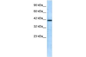 Western Blotting (WB) image for anti-CHRNA7 (Cholinergic Receptor, Nicotinic, alpha 7, Exons 5-10) and FAM7A (Family with Sequence Similarity 7A, Exons A-E) Fusion (CHRFAM7A) antibody (ABIN2461141) (CHRFAM7A antibody)