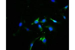 Immunofluorescence staining of U251 cells with ABIN7169537 at 1:100, counter-stained with DAPI. (OPN1SW antibody  (AA 307-348))