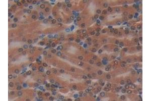 Detection of MAP2K2 in Mouse Kidney Tissue using Polyclonal Antibody to Mitogen Activated Protein Kinase Kinase 2 (MAP2K2) (MEK2 antibody  (AA 44-313))