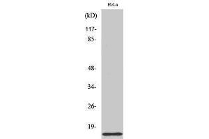 Western Blotting (WB) image for anti-COX17 Cytochrome C Oxidase Assembly Protein 17 (COX17) (N-Term) antibody (ABIN3184056)