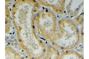 ABIN185192 (4µg/ml) staining of paraffin embedded Human Kidney.